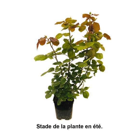 Rosier buisson 'Rayon de Soleil®' (Meianycid) : pot de 5 litres