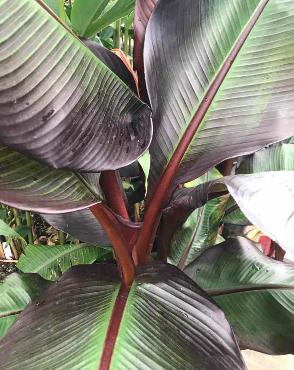 Ensete ventricosum maurelii (bananier rouge d'abyssinie ) taille pot de 7 litres ? 60/80 cm - blanche