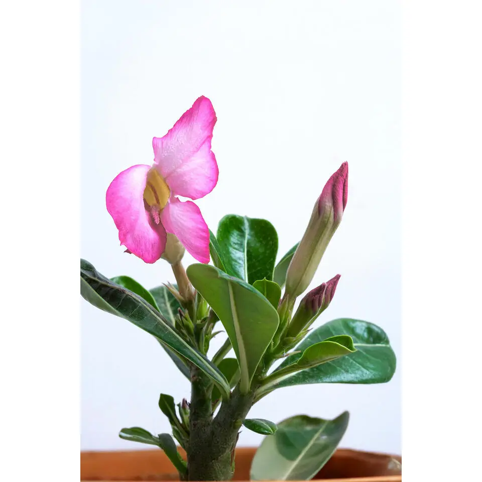 Woestijnroos - Adenium obesum - Hoogte 25-40cm - Pot 10,5cm