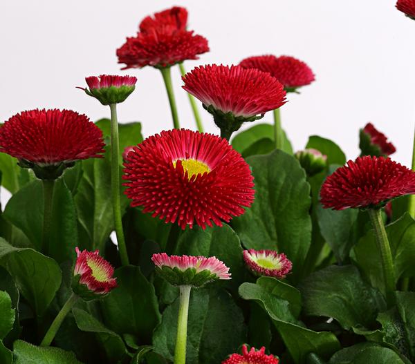 Gänseblümchen in Schale, verschiedene Farben