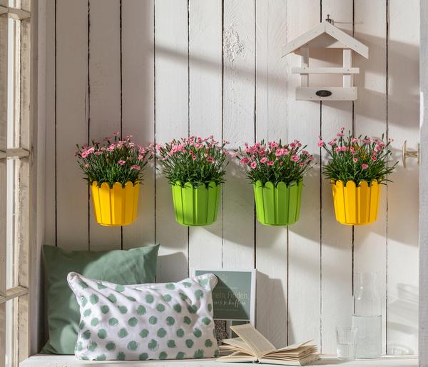 Garten-Nelke 'Peach Party'