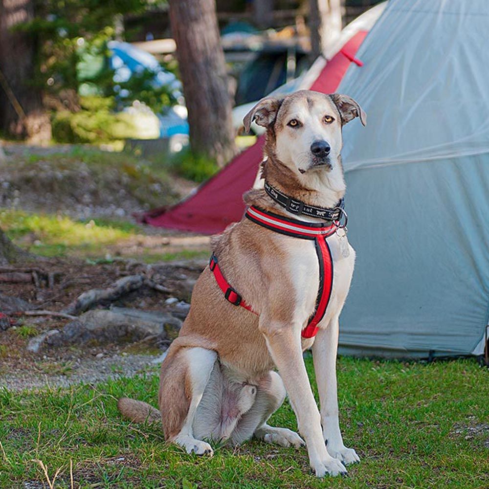 Harnais pour chiens de taille moyenne à grande daytona cross m-l, réfléchissant, avec boucle magnétique