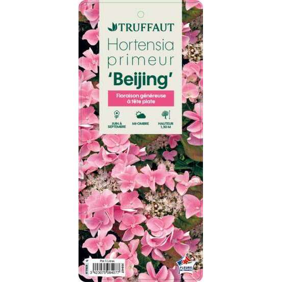 Hydrangea macrophylla ' Beijing ' : primeur conteneur 5 litres (rose)