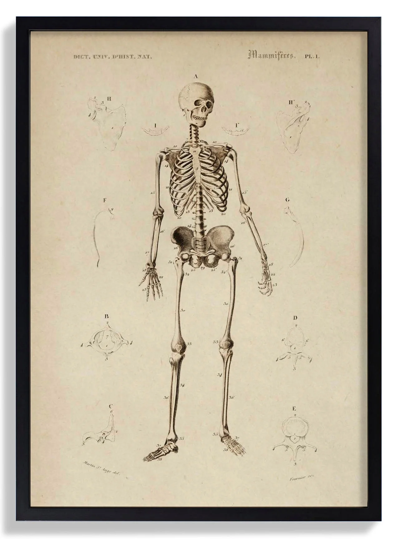 Französisch Skelett Anatomie