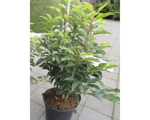 Portugese laurier FloraSelf Prunus lusitanica 'Angustifolia' H 60-80 cm Co 5 L Minimale bestelhoeveelheid 25 stuks voor ca. 10 m haag