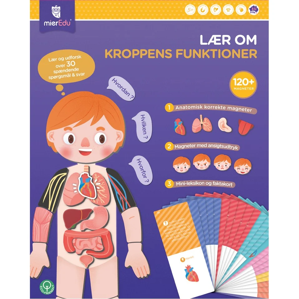 mierEdu - Magnetisk legesæt - Lær om kroppens funktioner