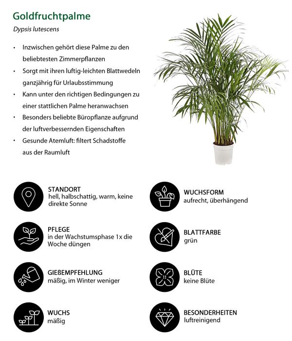 Goldfruchtpalme - Dypsis lutescens
