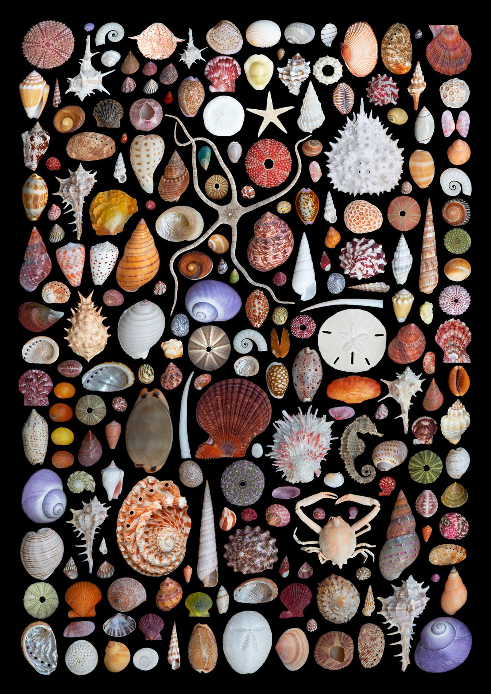 Beachcombing by Georg Popp - Limited Edition. Edition of: 150. Signed.