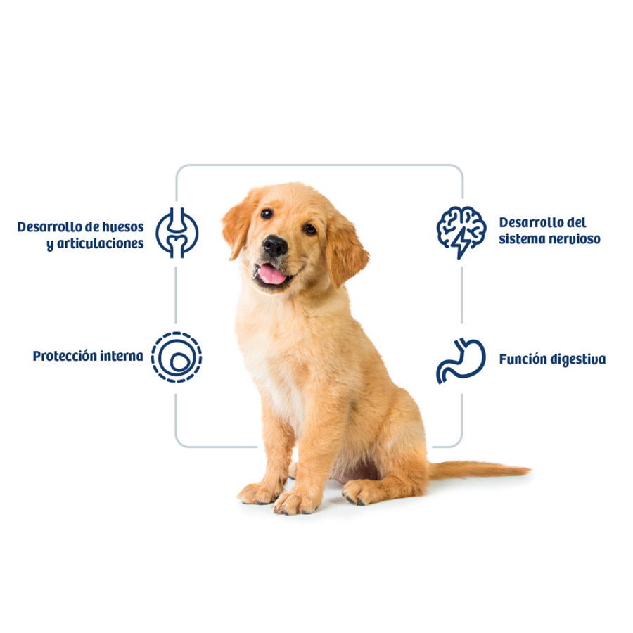 Ração Nath Puppy Medium Maxi com Frango para Cães