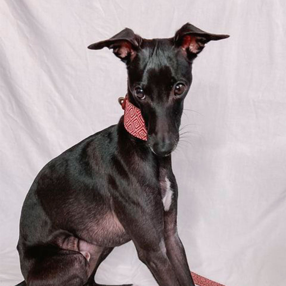Coleira MAMBO para Galgo - Tamanho G