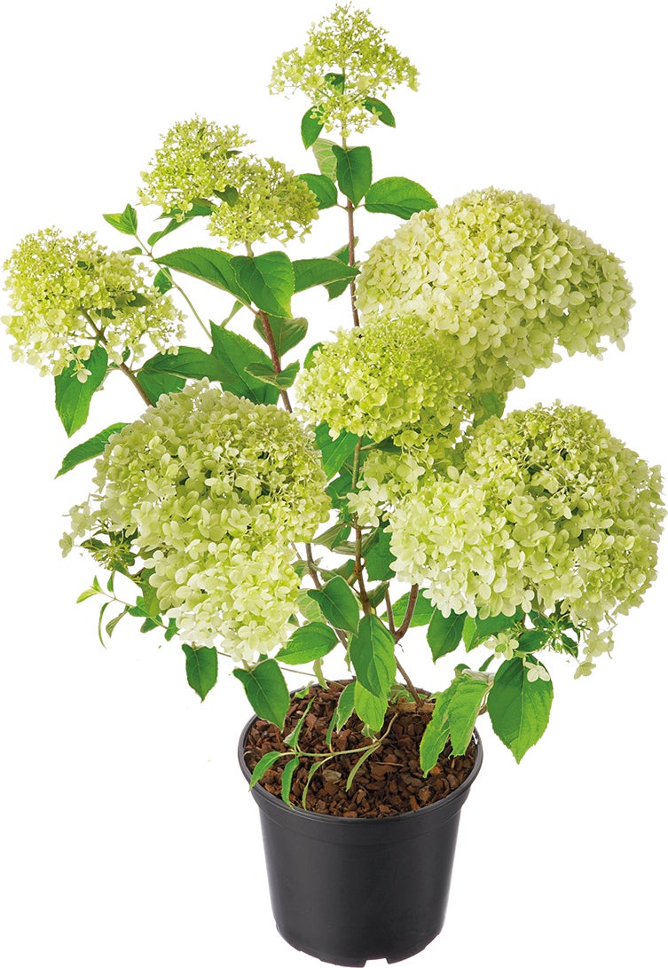 Pluimhortensia (Hydrangea paniculata 'Whitelight') D 23 H 50 cm