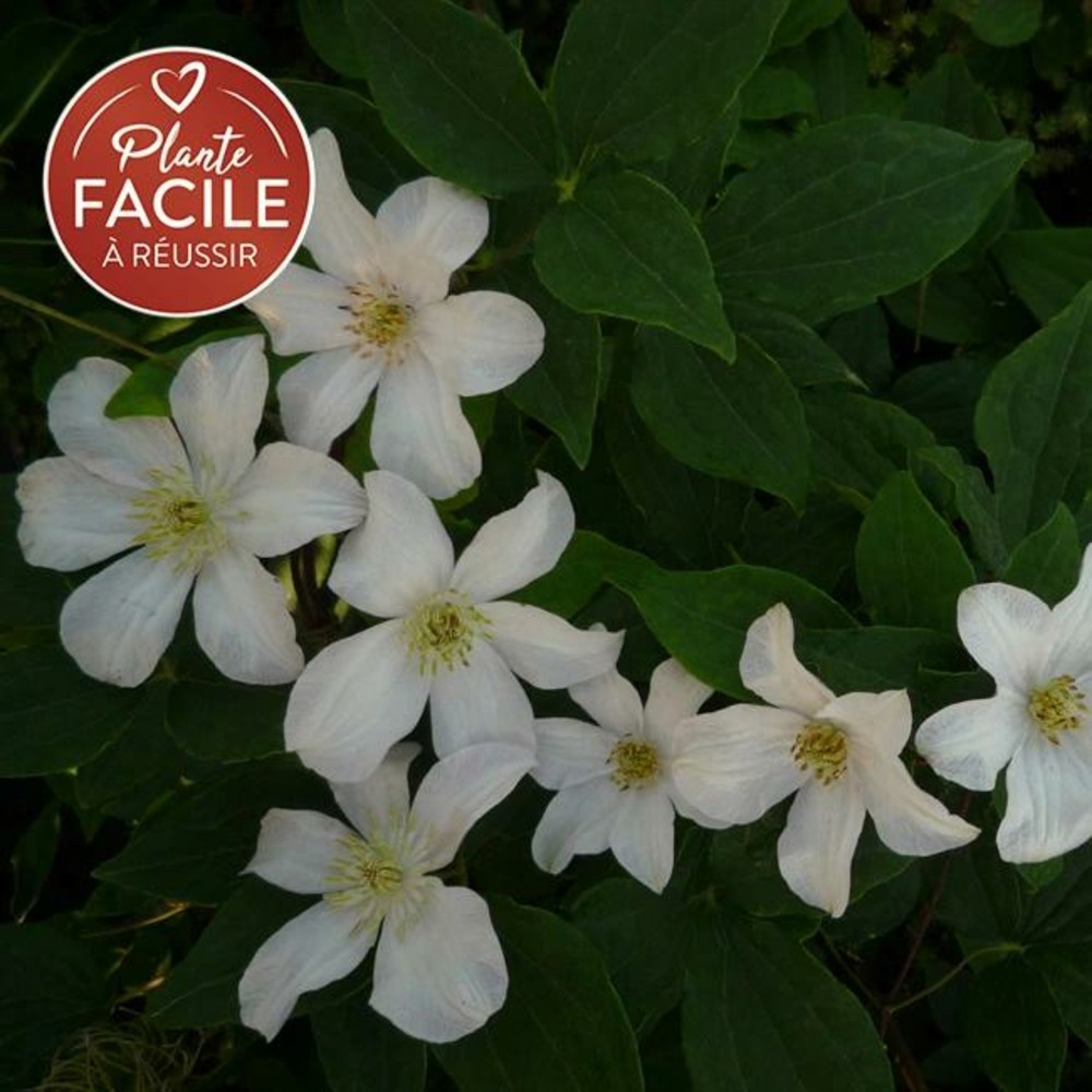 Clématite 'huldine' - clematis viticella 3l