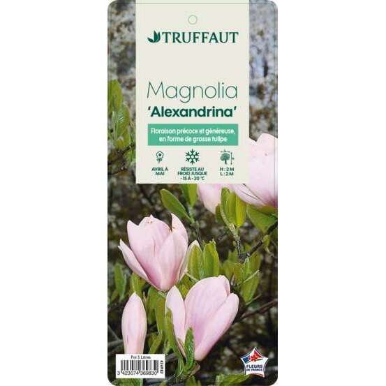 Magnolia soulangeana Alexandrina : conteneur rond carré de 5 L