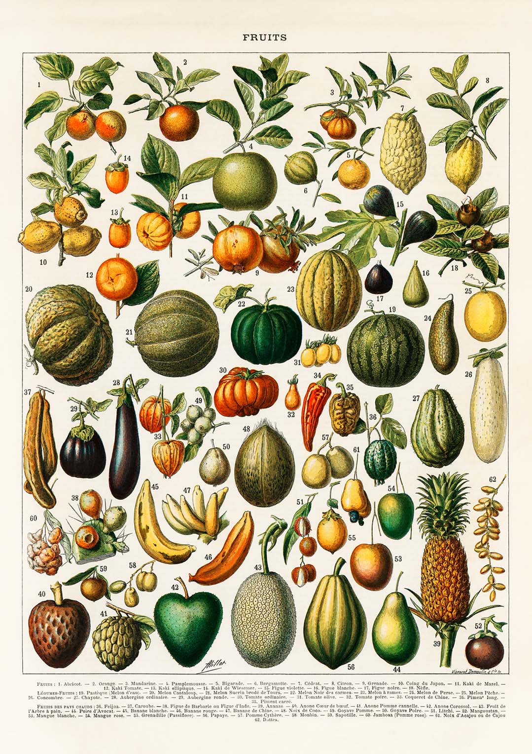 Früchte und Hülsenfrüchte antik von Adolphe Millot