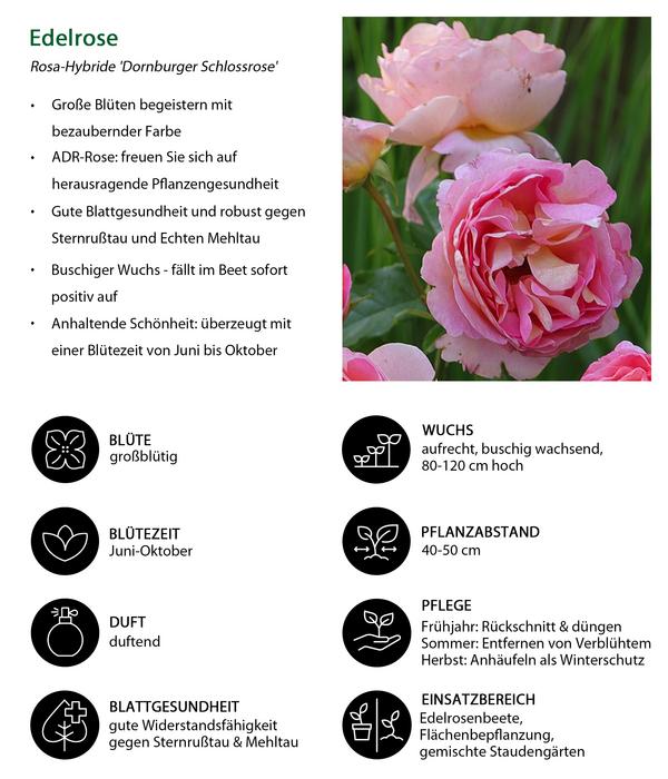 Edelrose 'Dornburger Schlossrose'