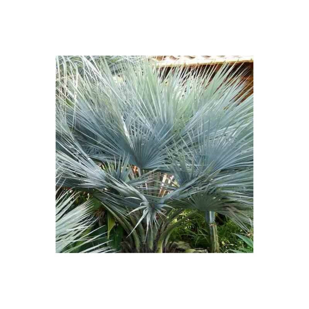 Brahea sp. Super silver taille pot de 80l tronc 50/60 total 170/190cm