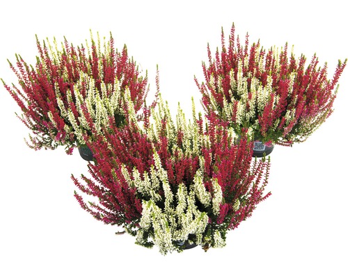 Tweekleurige heide FloraSelf Calluna vulgaris 'Beauty Ladies' Twin Ø 11 cm pot