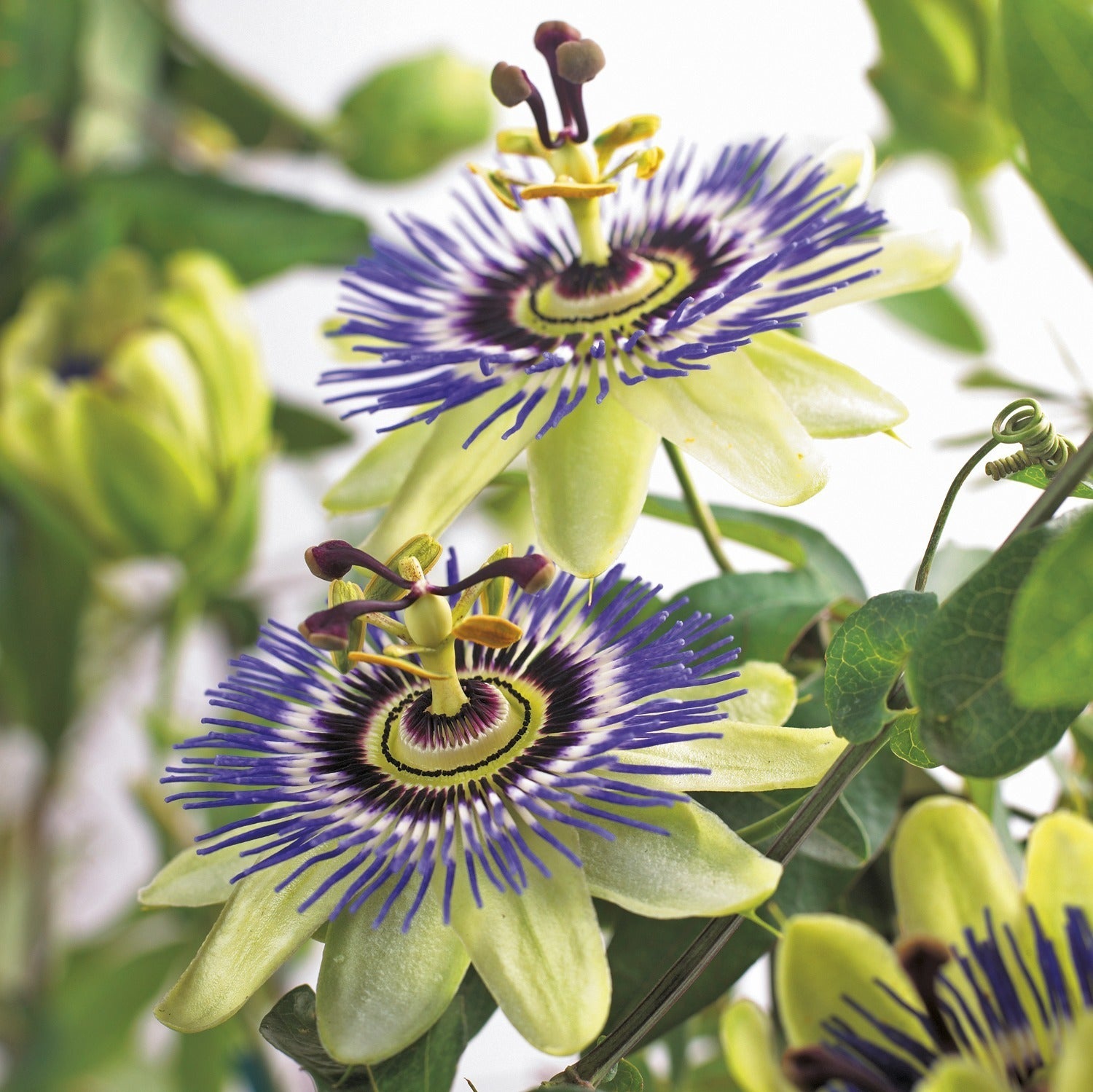 Passiebloem (Passiflora caerulea) D 23 H 210 cm