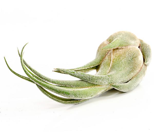 Tillandsie - Tillandsia cultivars groß,