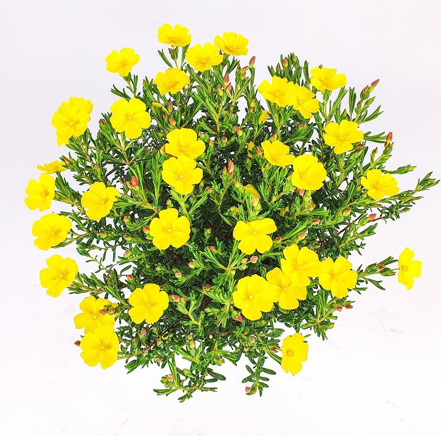 Zonneroosje (Halimium 'April Sun') D 17 H 30 cm