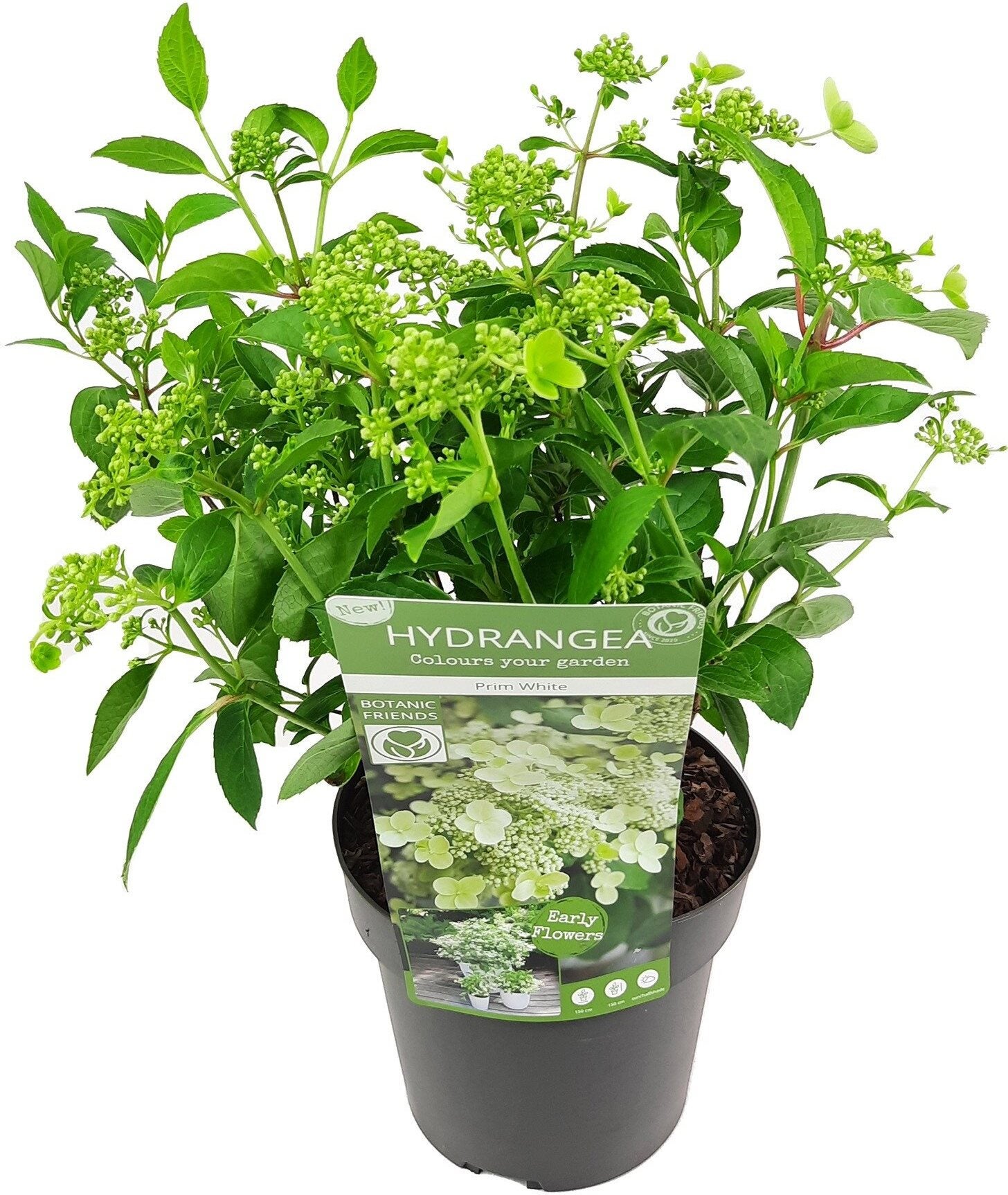 Pluimhortensia (Hydrangea paniculata 'Prim White') D 19 H 40 cm