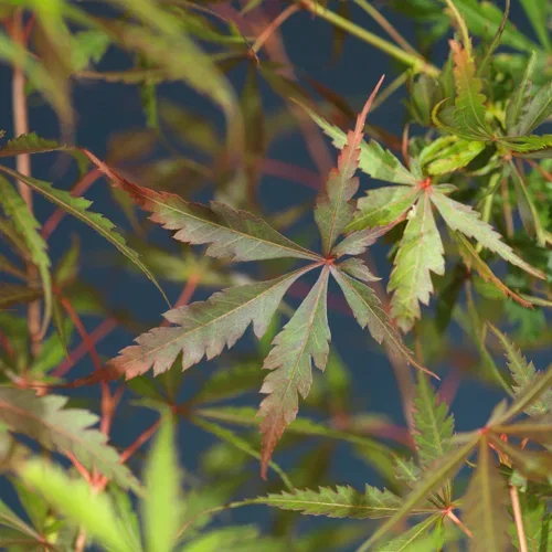 Acer palmatum 'Jerre Schwartz' Viftelønn 'Jerre Schwartz' Høyde 125 cm