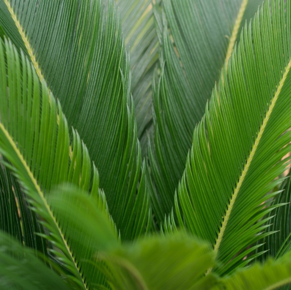 2x cycas revoluta – peace palm – palmier – facile d'entretien - ⌀12 cm - ↕30-40 cm
