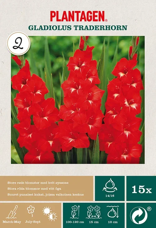 Plantagen Storblomstret gladiol 'Traderhorn’ 15 kp