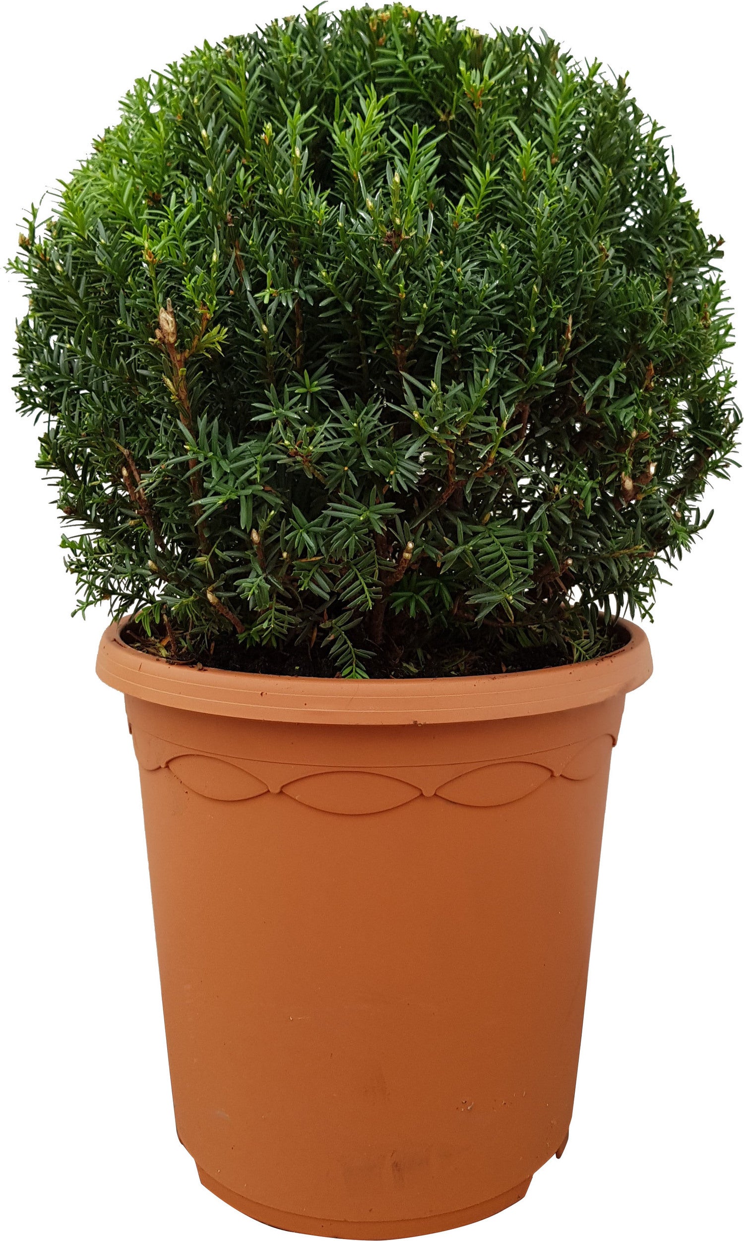 Taxus (Taxus media 'Hillii') D 26 H 25 cm