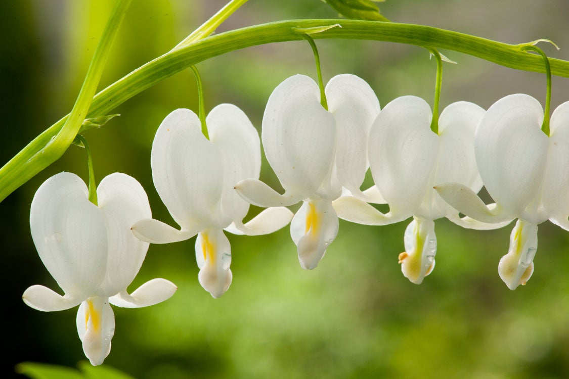 Gebroken Hartje (Dicentra spectabilis 'Alba') D 9 H 15 cm