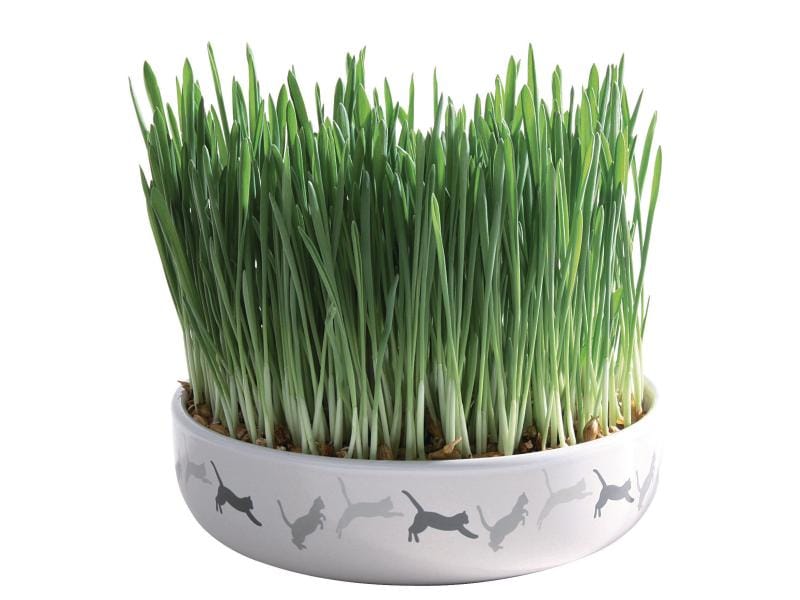 Trixie Katzengras mit Keramikschale 50 g Natürliche Verdauungshilfe