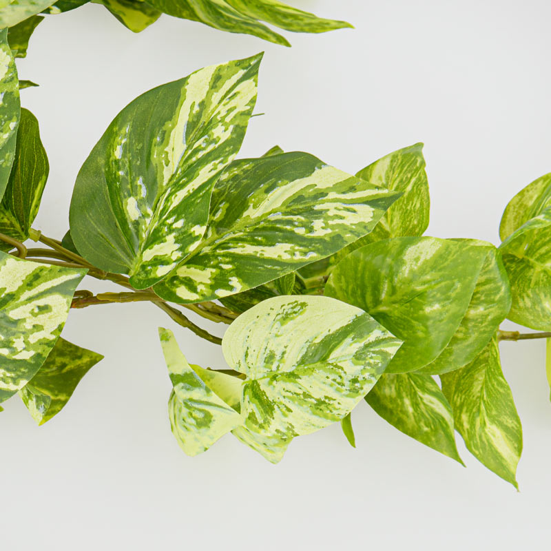 Chute de pothos vert et blanc