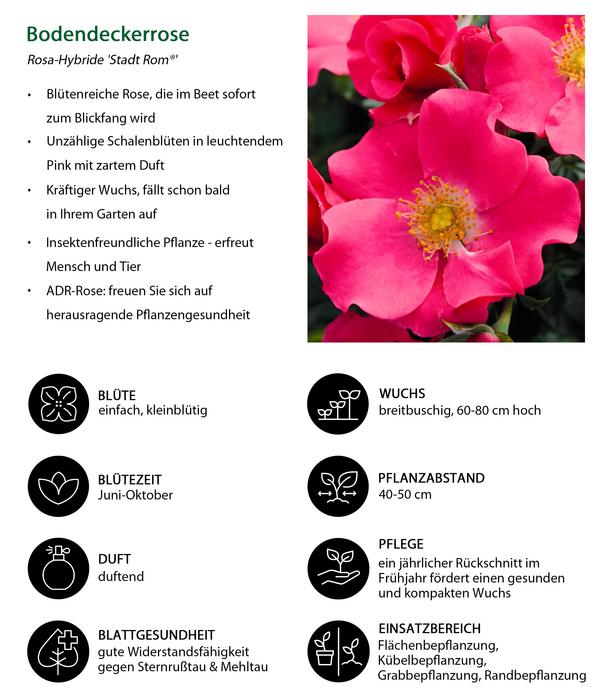Bodendeckerrose 'Stadt Rom®'