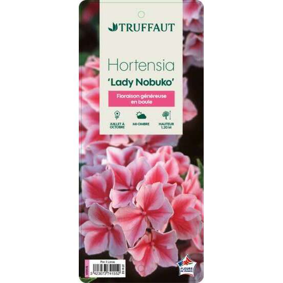 Hydrangea 'Lady Nobuko', ctr 3 L