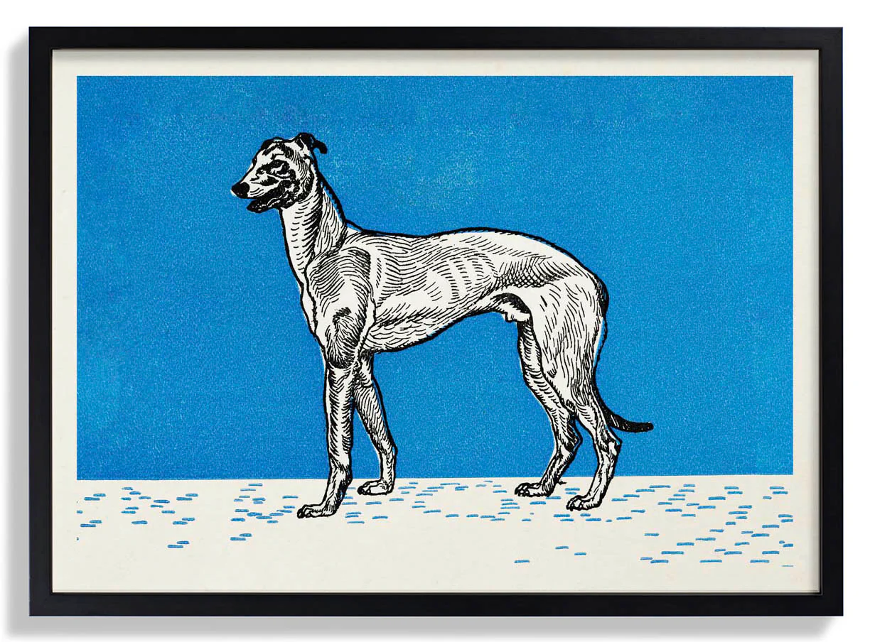 Windhund von Moritz Jung