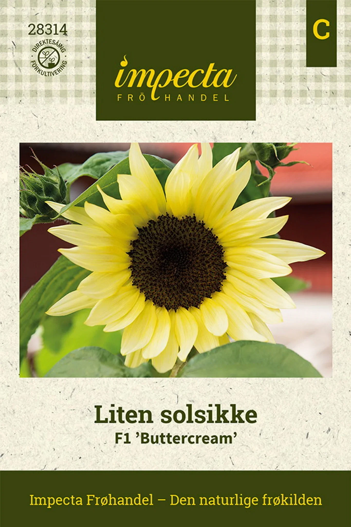 Helianthus annuus F1 'Buttercream' Liten solsikke F1 'Buttercream'