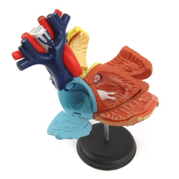 Menneskelig Anatomi Hjerte Anatomihjerte 4D Master
