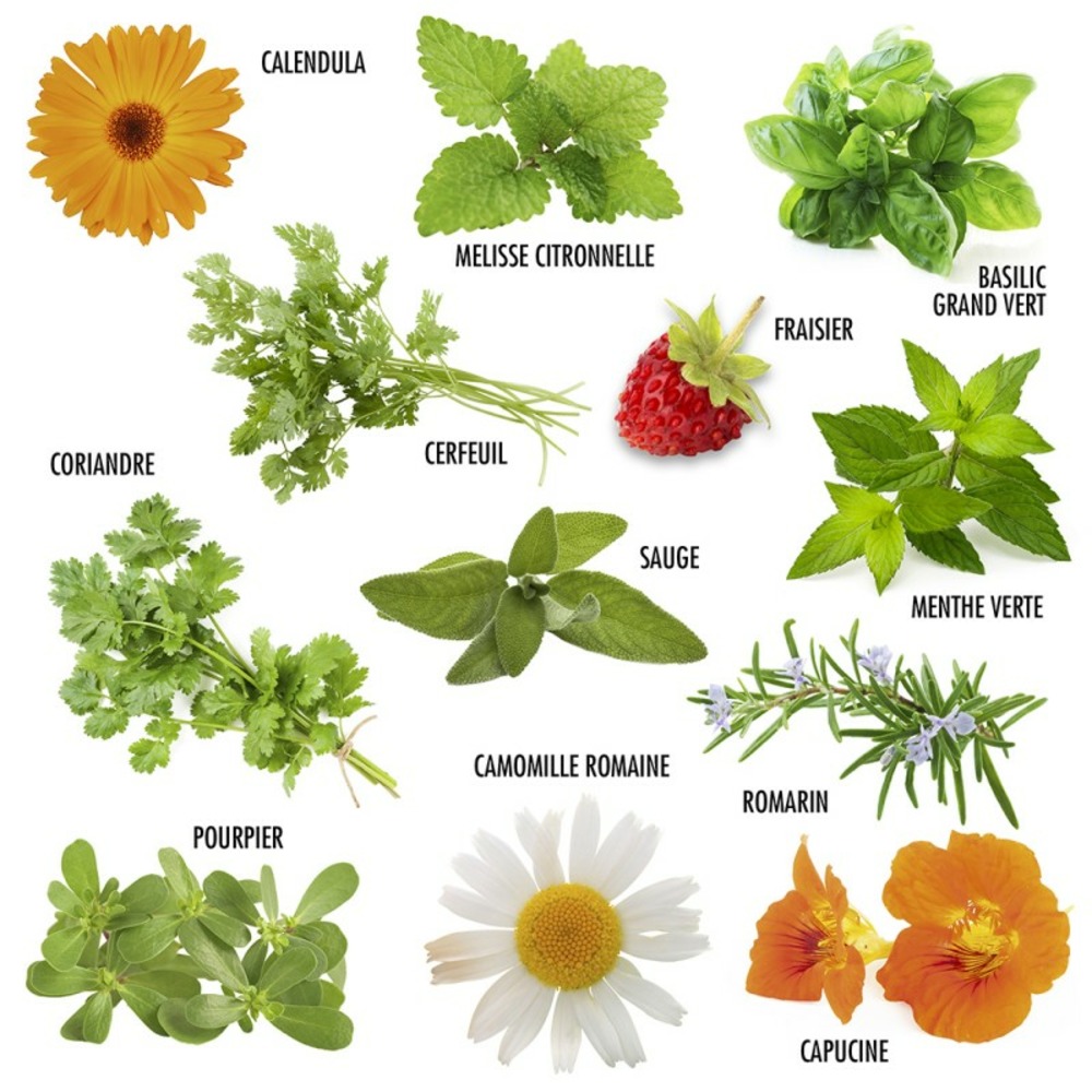 Coffret 12 graines plantes de bien-être