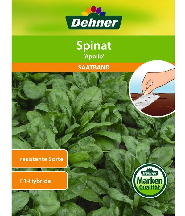 Dehner Saatband Spinat 'Apollo', 5 m
