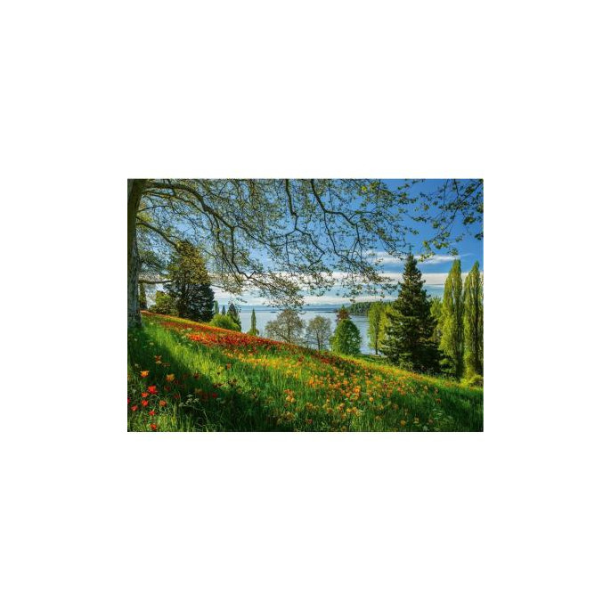 Puzzle : 1000 pièces - Floraison des Tulipes