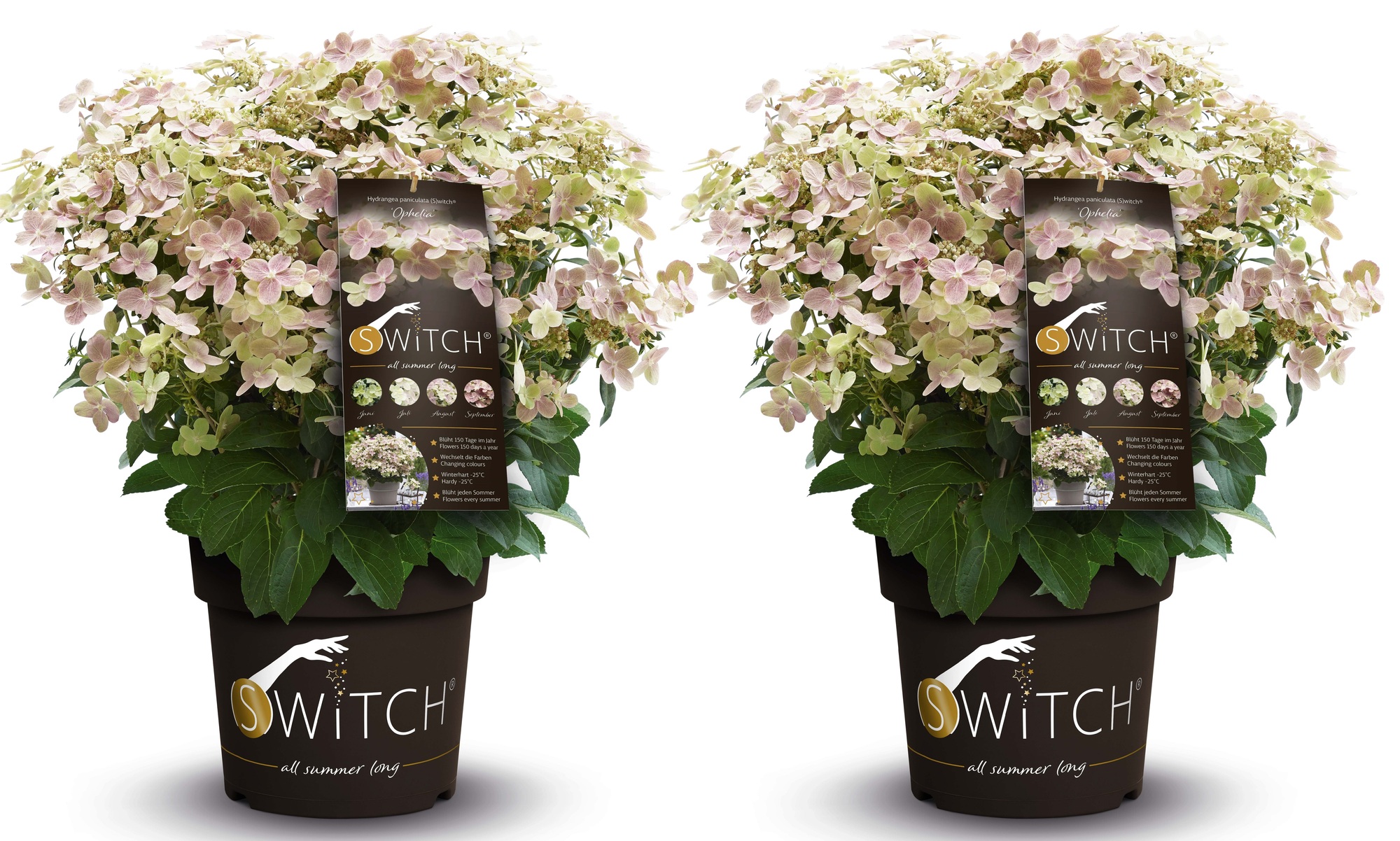 Hydrangea paniculata (s)witch ophelia - set de 2 - pot 19cm - hauteur 30-40cm
