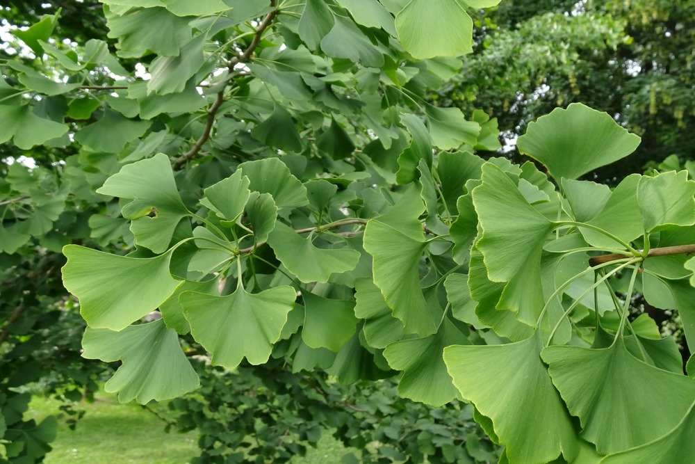 Jardin dans le sac - ginkgo - 4 graines - ginkgo biloba