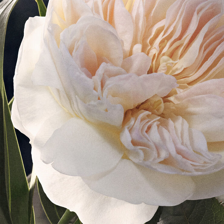 Chloé Chloé Eau de Parfum