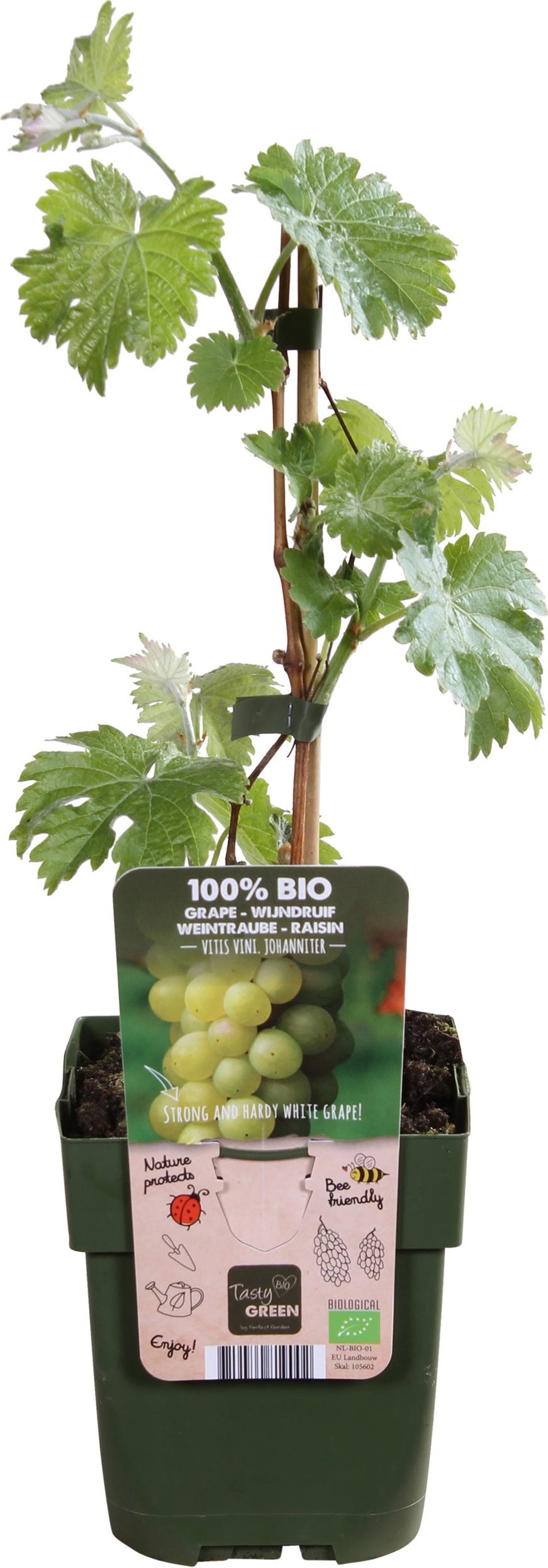 Biologische Witte druif (Vitis 'Johanniter') D 13 H 45 cm