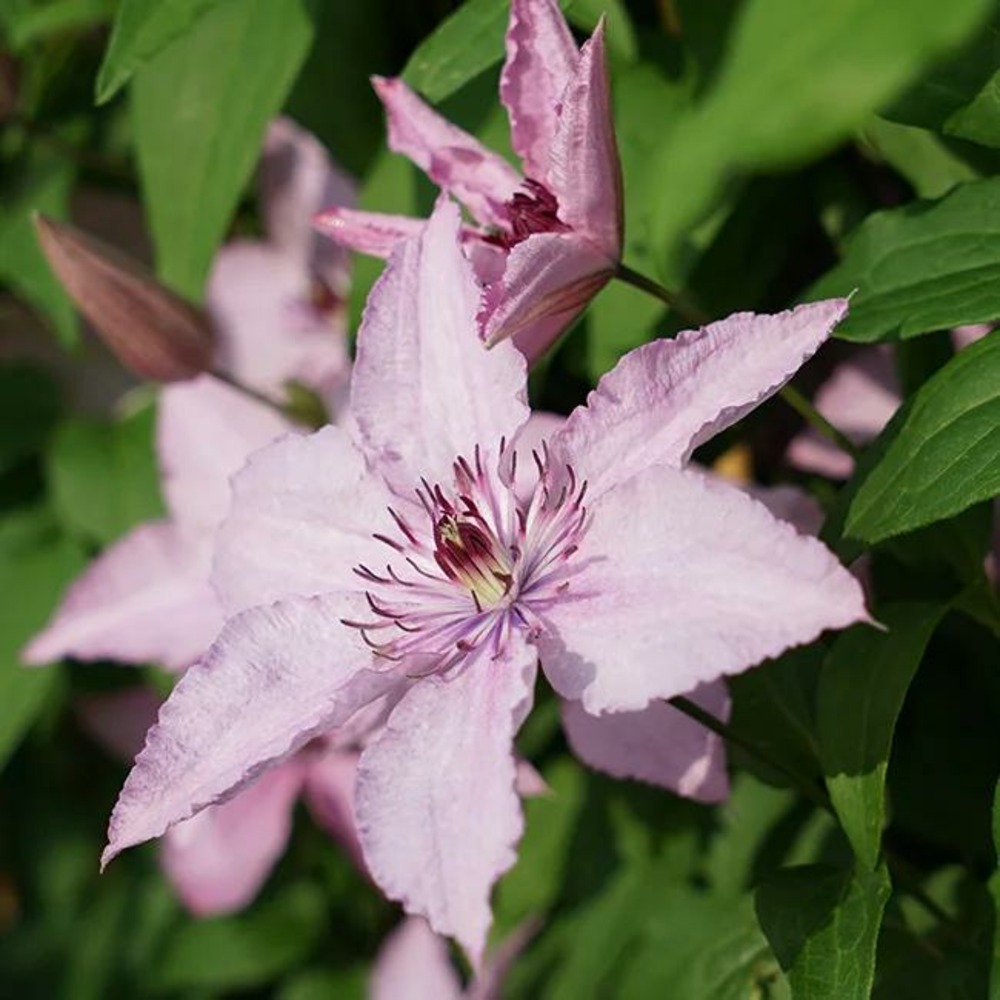 Clématite 'hagley hybrid' - clematis 1,5l