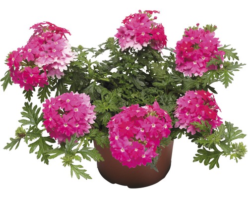 Verbena, Vervain FloraSelf Verbena x Hybrida Ø 10,5 cm pot