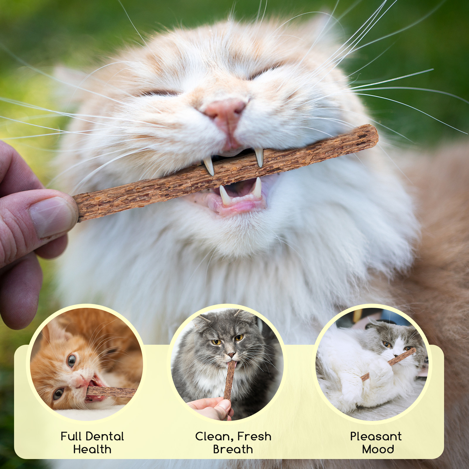 Nobleza - Palitos de Catnip para Gatos, Palitos de Catnip, Palitos Mastigáveis para Gatos, Brinquedos para Gatos, Brinquedo com Catnip, para Higiene Dental em Gatos, Contra Mau Hálito, 30 Unidades