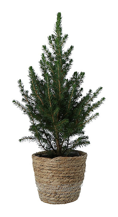 Sapin avec pot naturel 14 cm