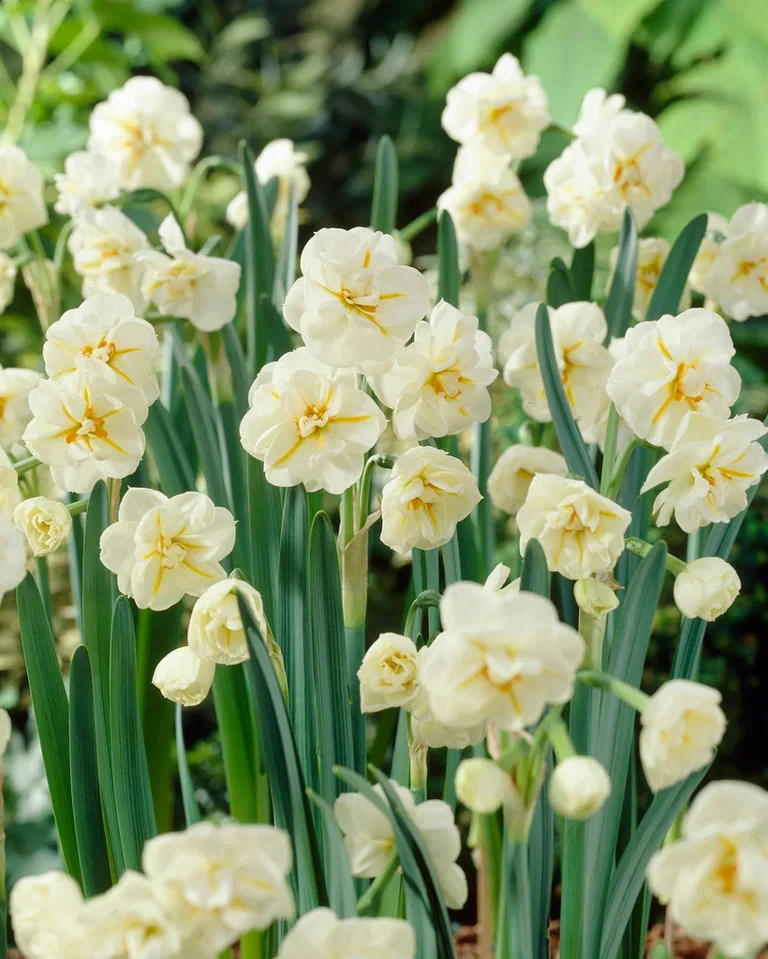 Narcissus x medioluteus 'Sir Winston Churchill' Påskelilje 'Sir Winston Churchill'