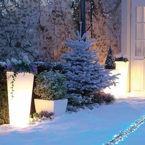 Campanule Get Mee bleue ® - pot D. 10,5 cm